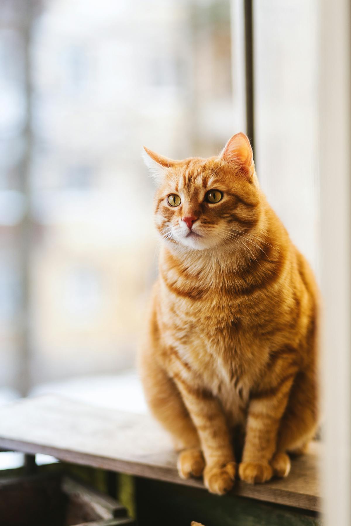Comment choisir un pet-sitter de confiance pour votre animal