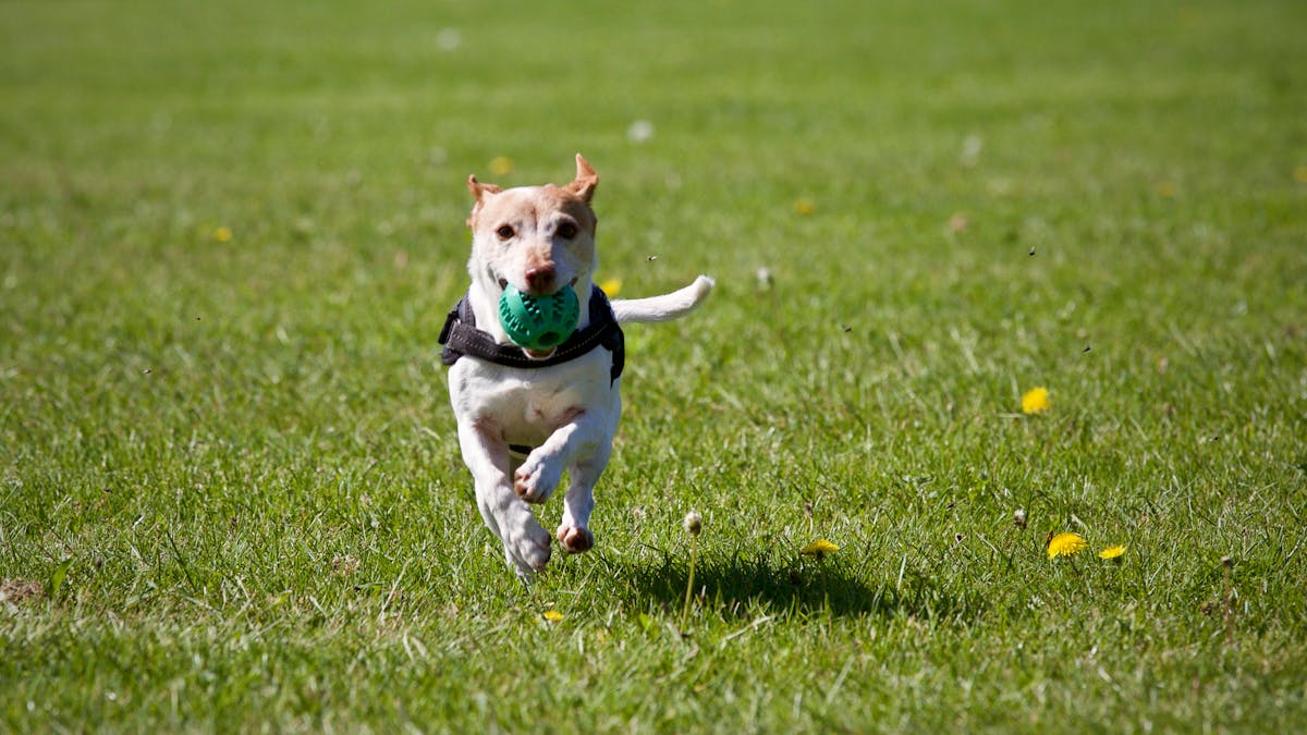 Chien en promenade quotidienne, essentiel à sa santé