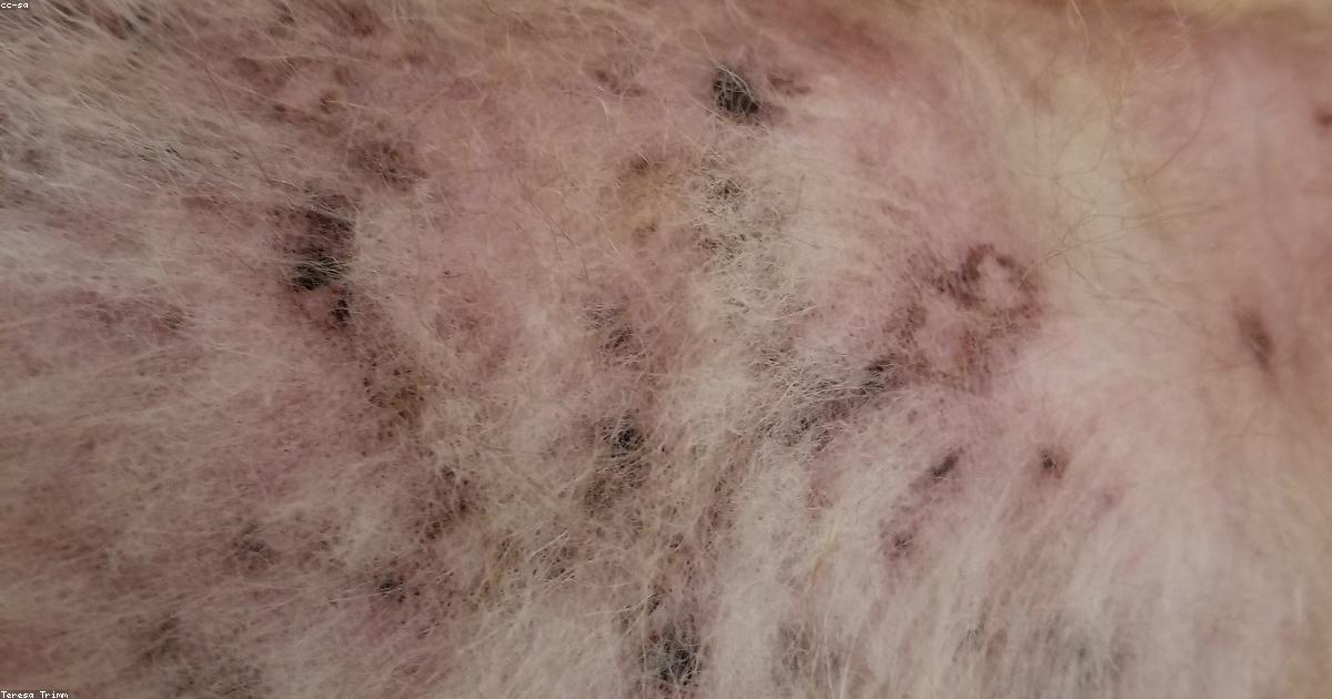 Aliments dangereux à proximité d'un chien