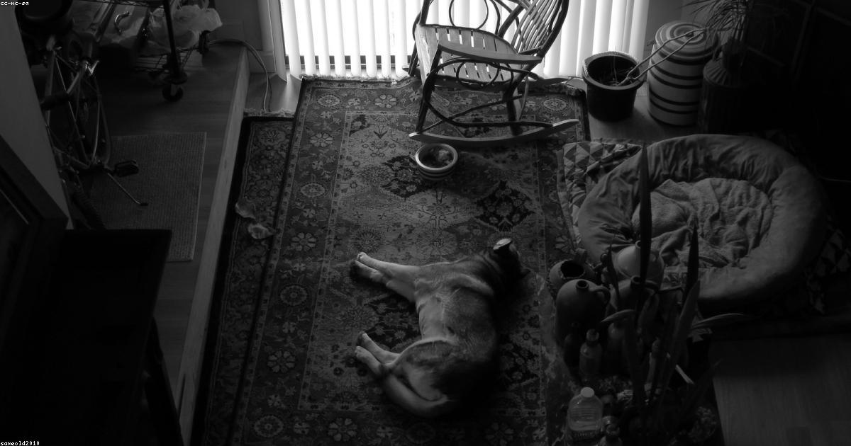 Chien lors d'un repas adapté à ses besoins