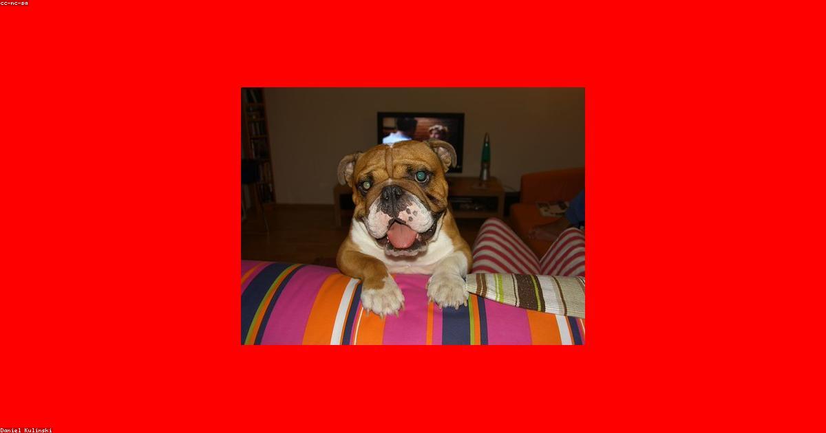 Chien seul à la maison
