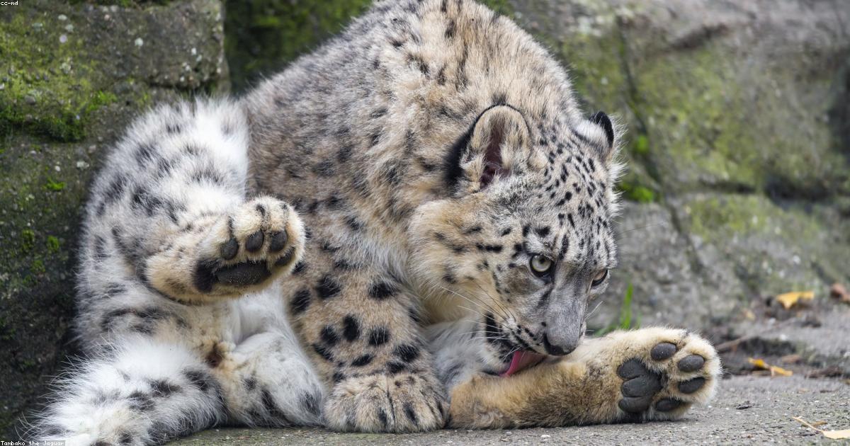 Brossage d'un chat à poil long