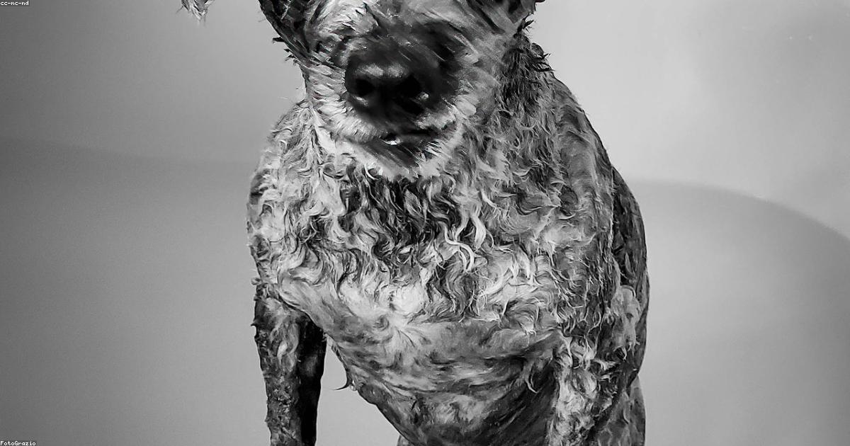 Brossage d'un chien à pelage soyeux