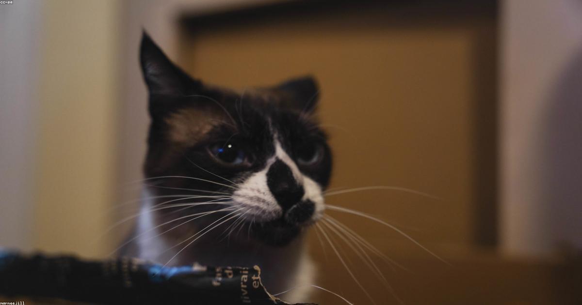 Chat dans une posture défensive