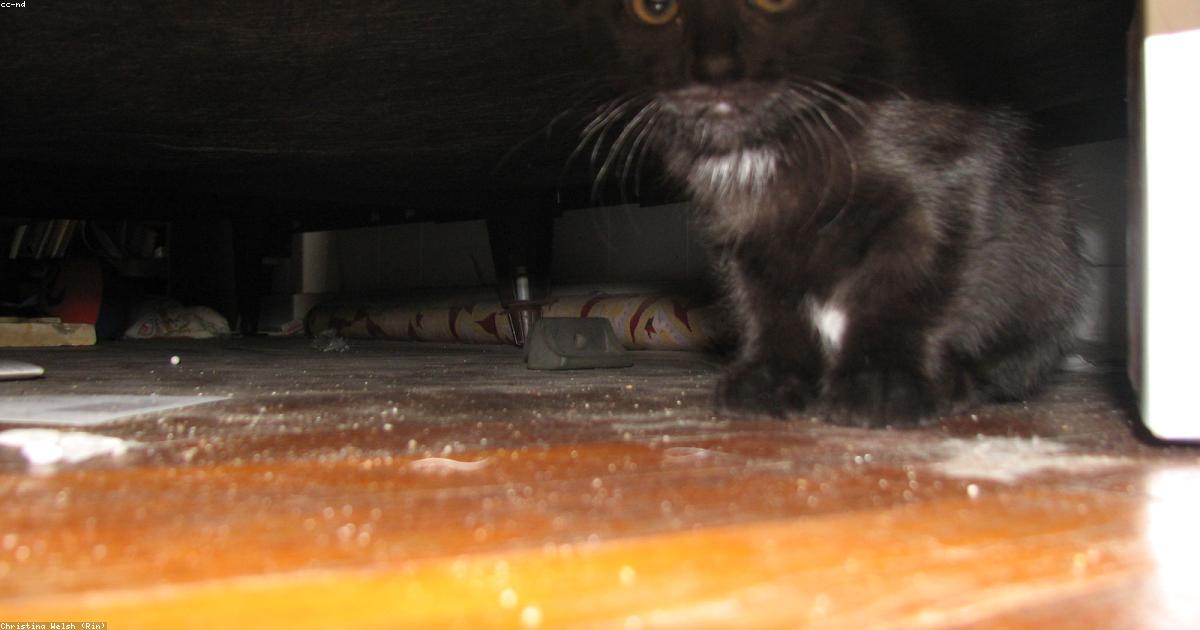 Chat peureux dans sa cachette