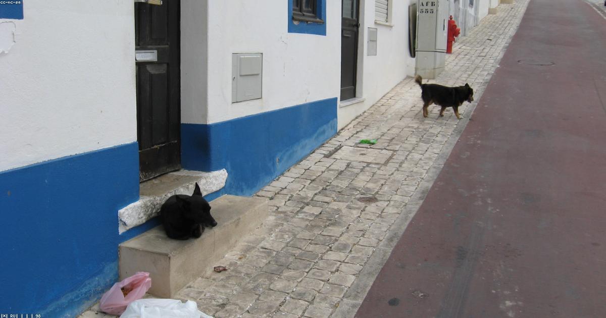 Préparation du sac de voyage d'un chien