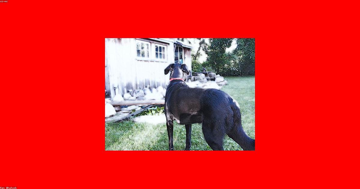 Chien attentif lors d'une rencontre