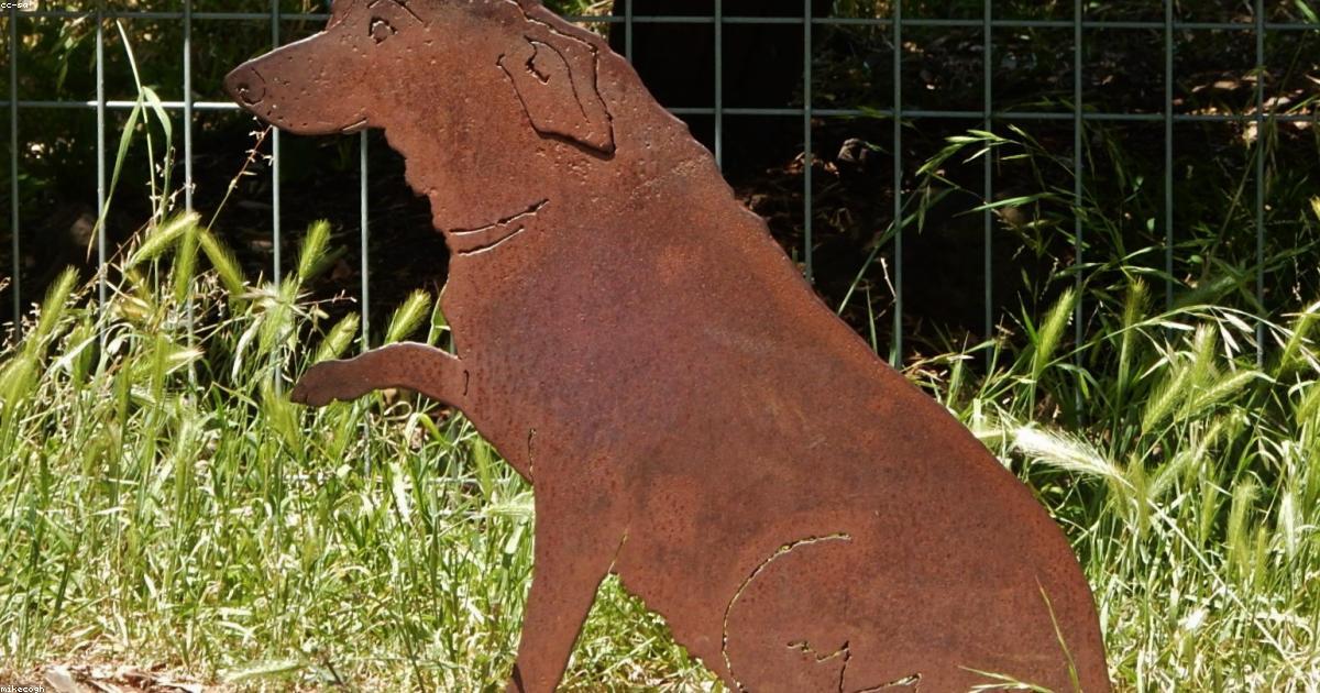 Patte de chien lors d'un soin de griffes