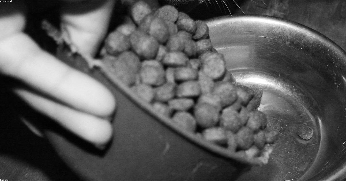 Gamelle de croquettes pour chien
