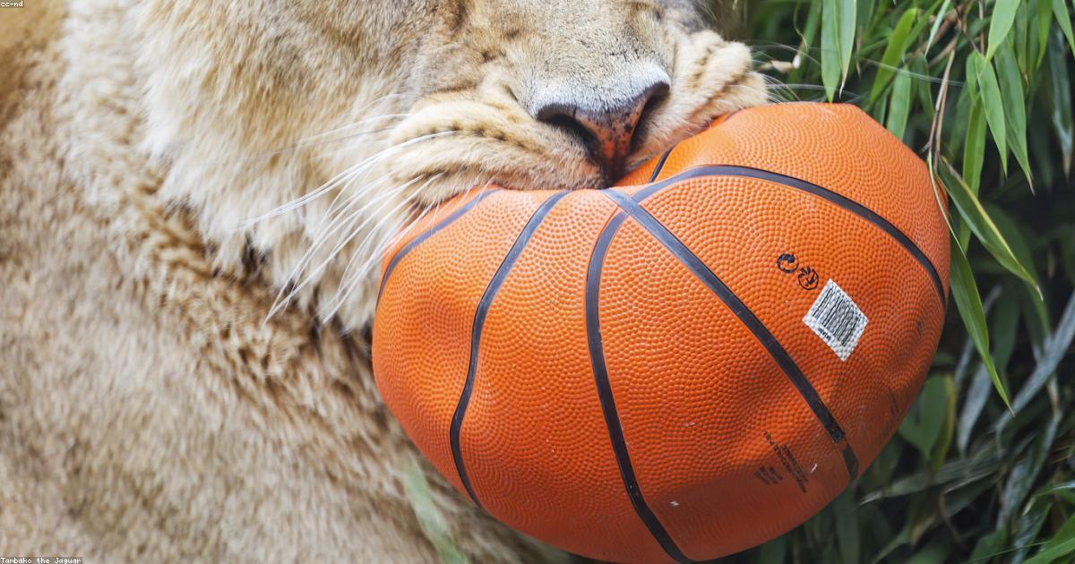 Chat s'amusant dans son environnement