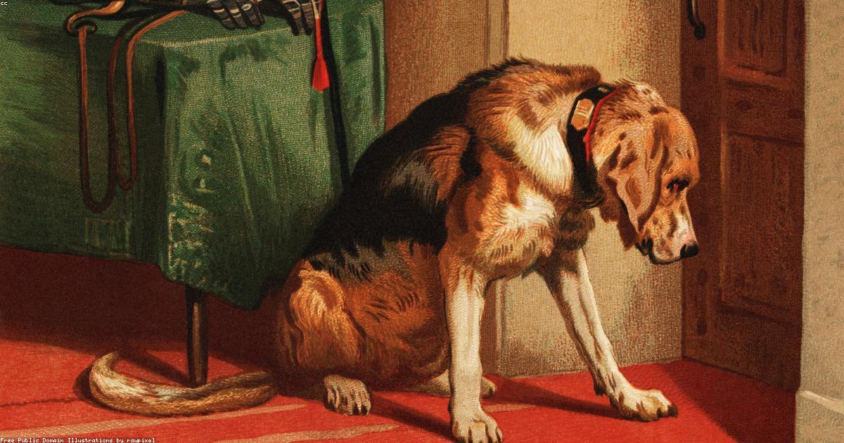 Chien attendant son humain