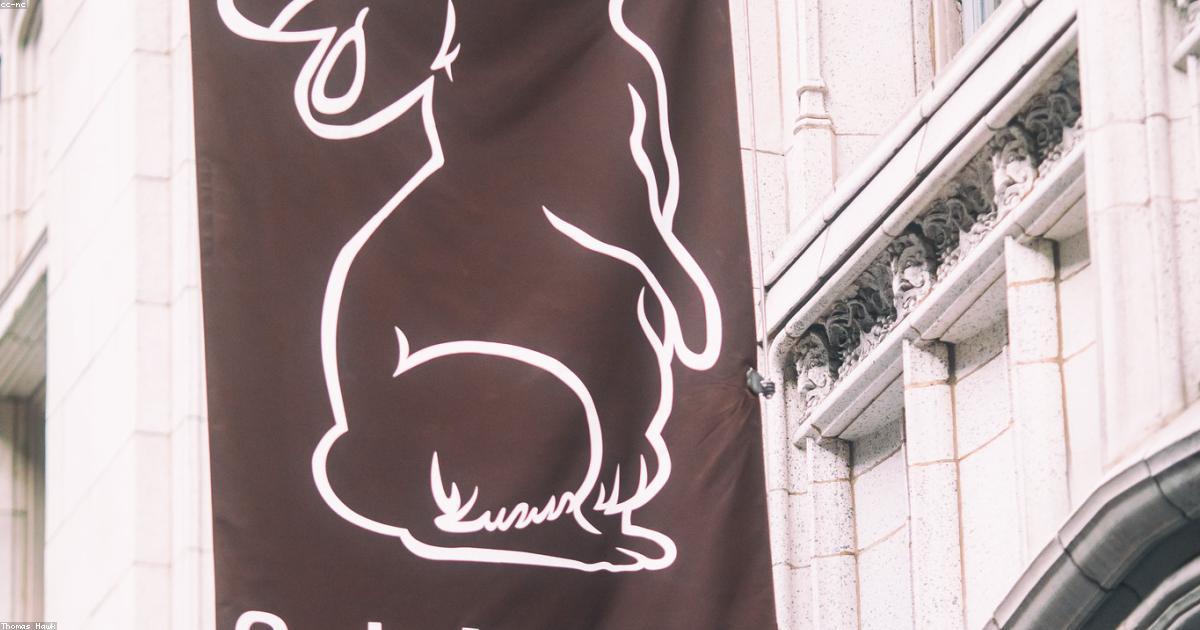 Lapin domestique dans son habitat