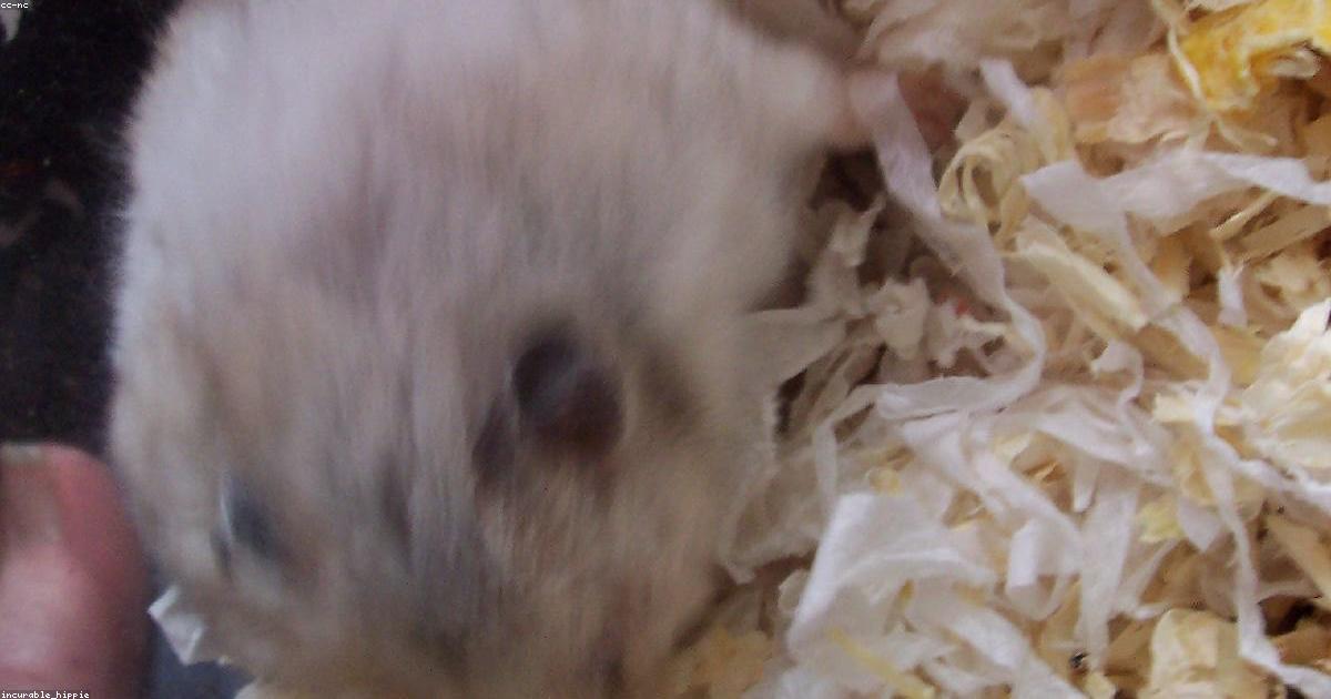 Hamster dans son terrarium enrichi