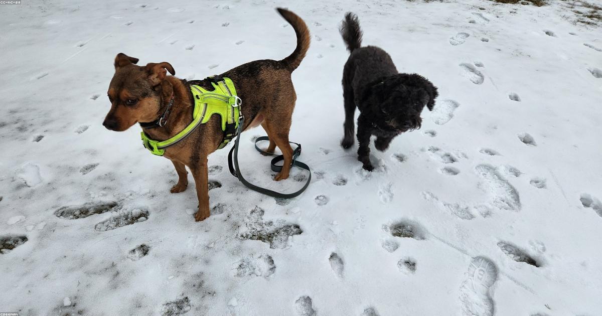 Chien dans la neige en hiver