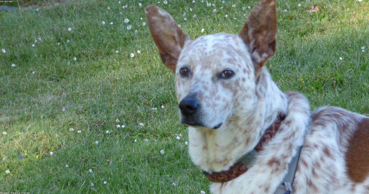 Chien marchant calmement en laisse