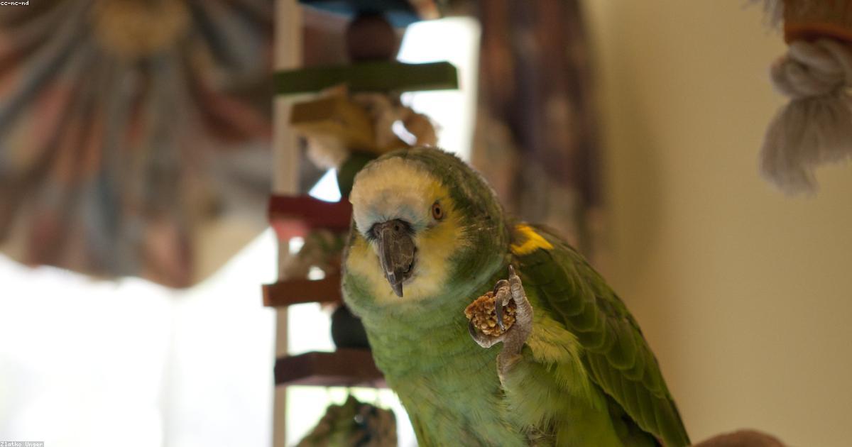 Oiseau domestique en cage