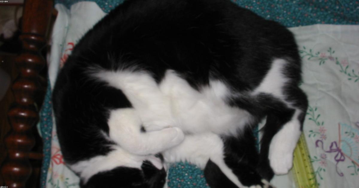 Chat âgé endormi