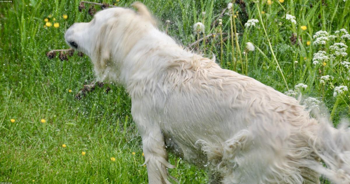 Chien profitant d'une baignade en lac