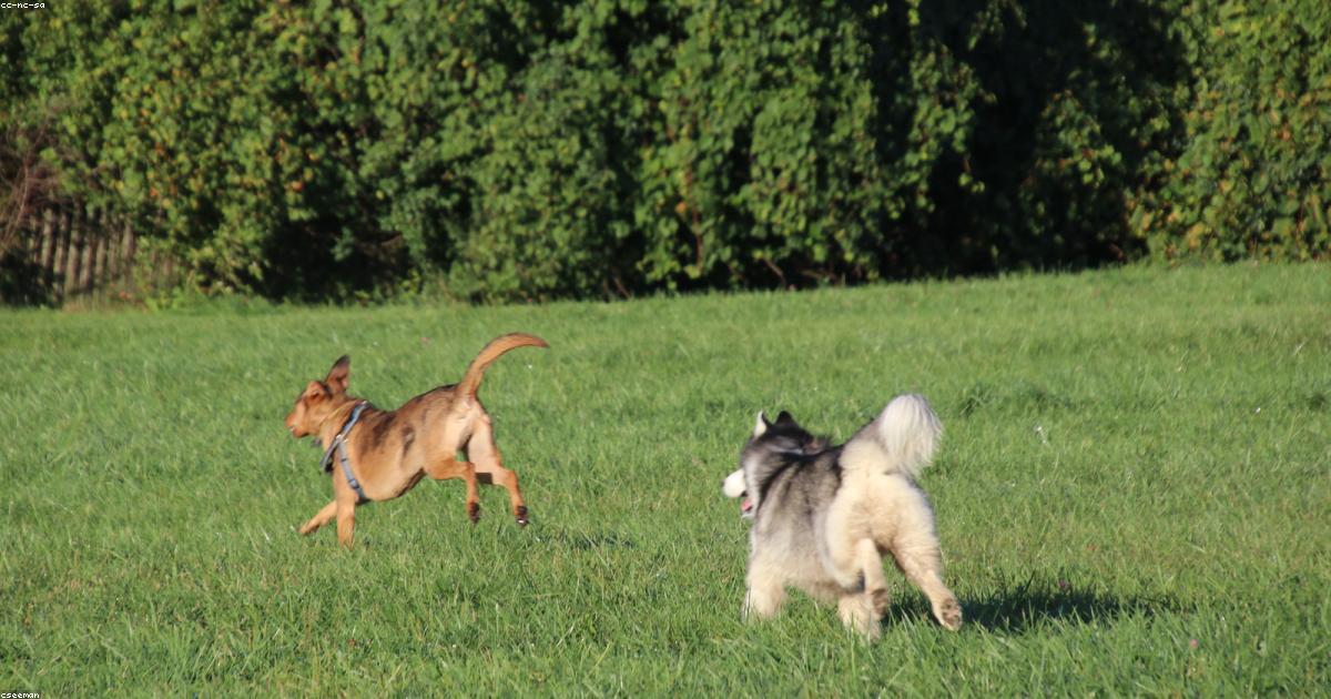 Chiot profitant de l'été