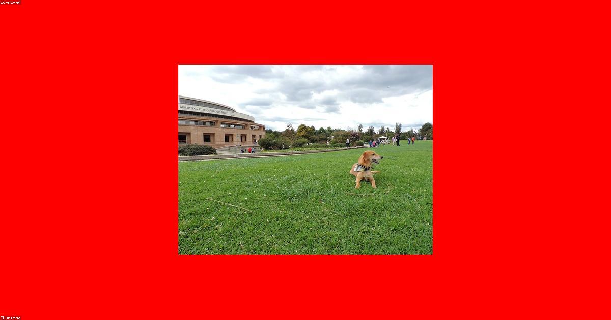 Chien en promenade quotidienne