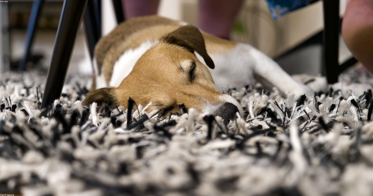 Chien attentif observé pour signes de douleur