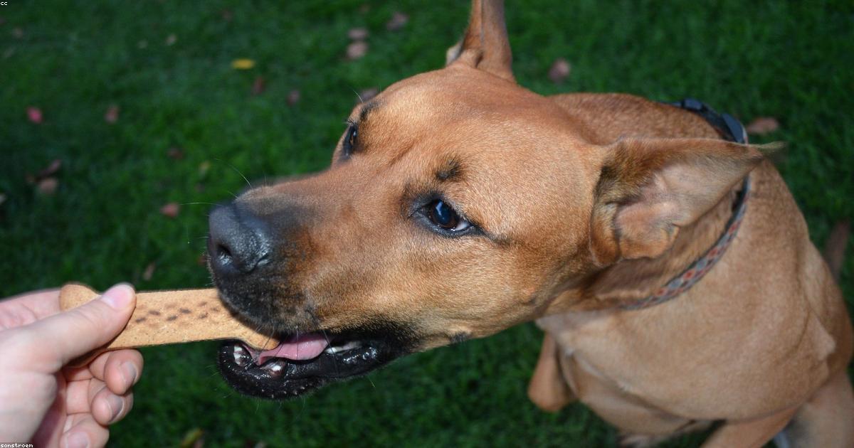 Chien en séance d'éducation positive