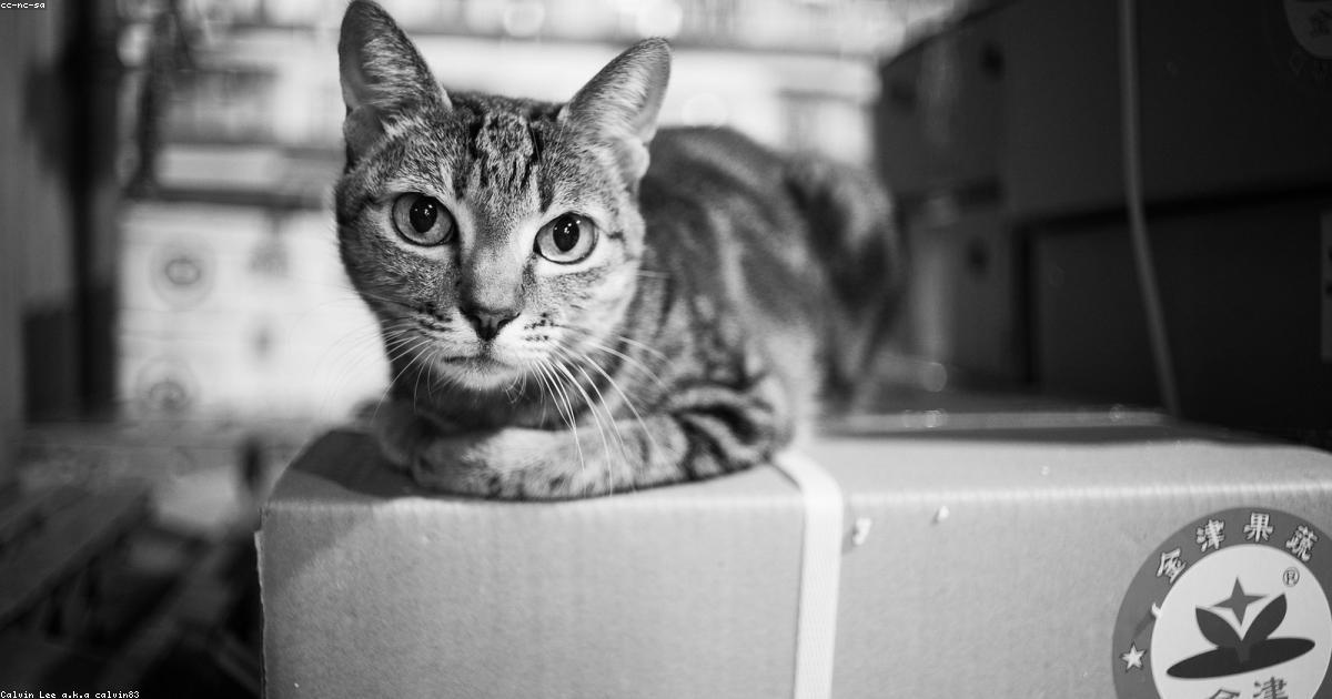 Chat actif la nuit