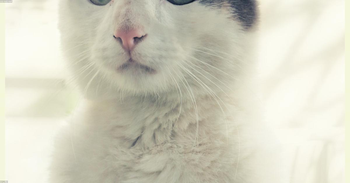 Chat attentif observé pour signes de stress