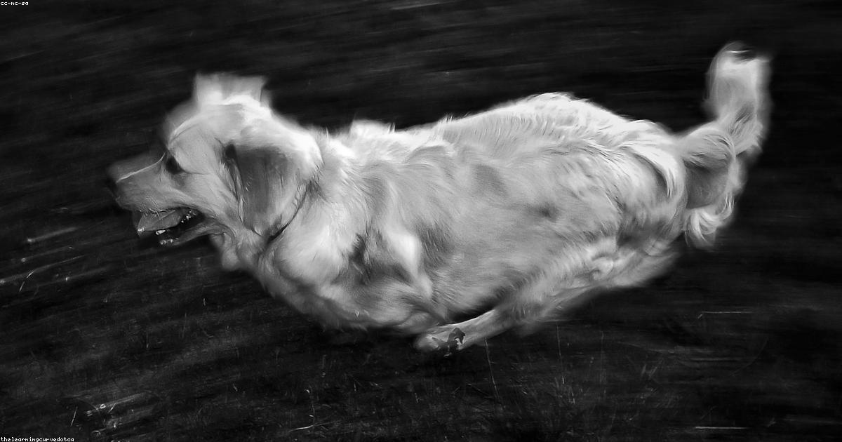 Chiot en pleine socialisation