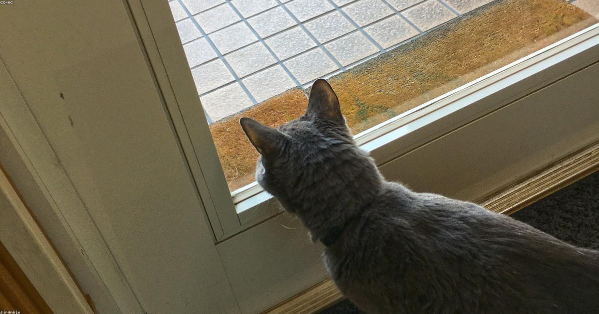Chat lors d'un suivi vétérinaire