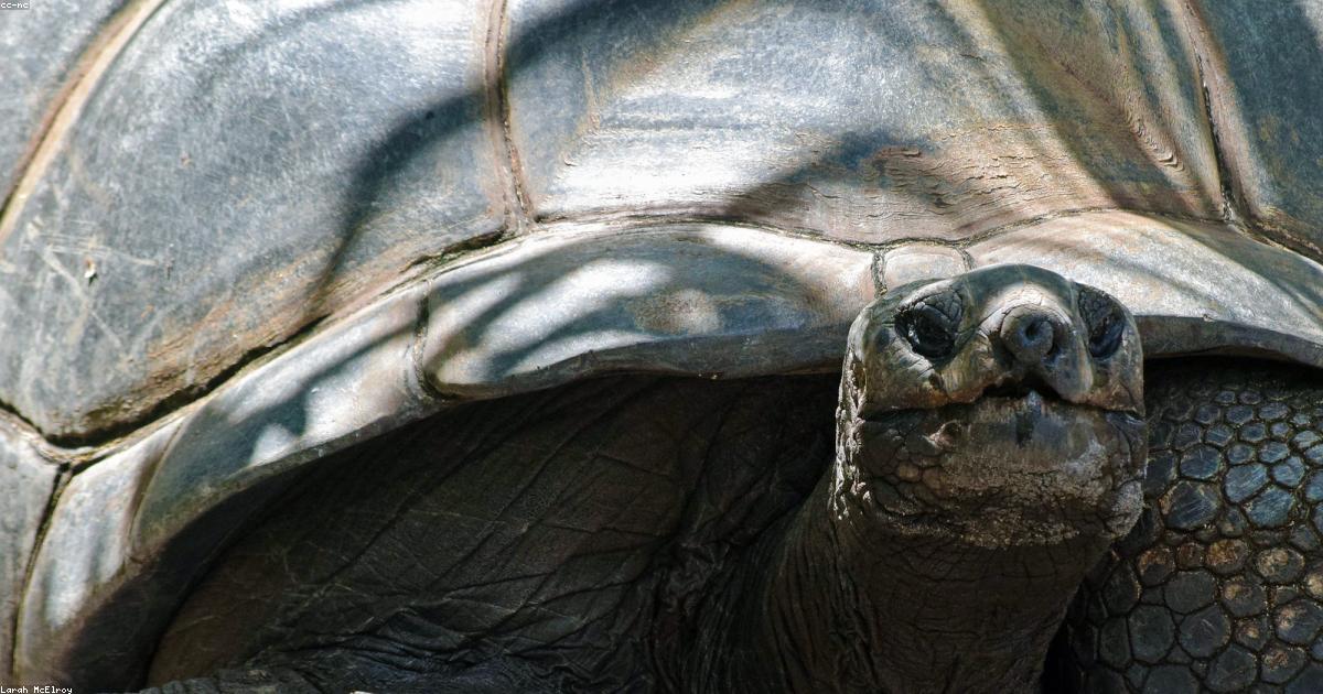 Tortue terrestre dans son enclos