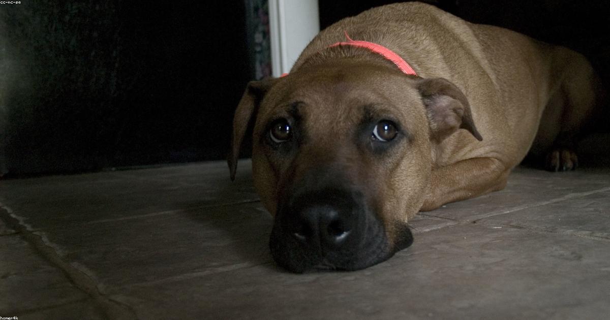 Carnet et vaccination d'un chien
