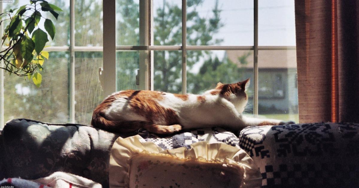 Chat seul à la maison entre deux visites