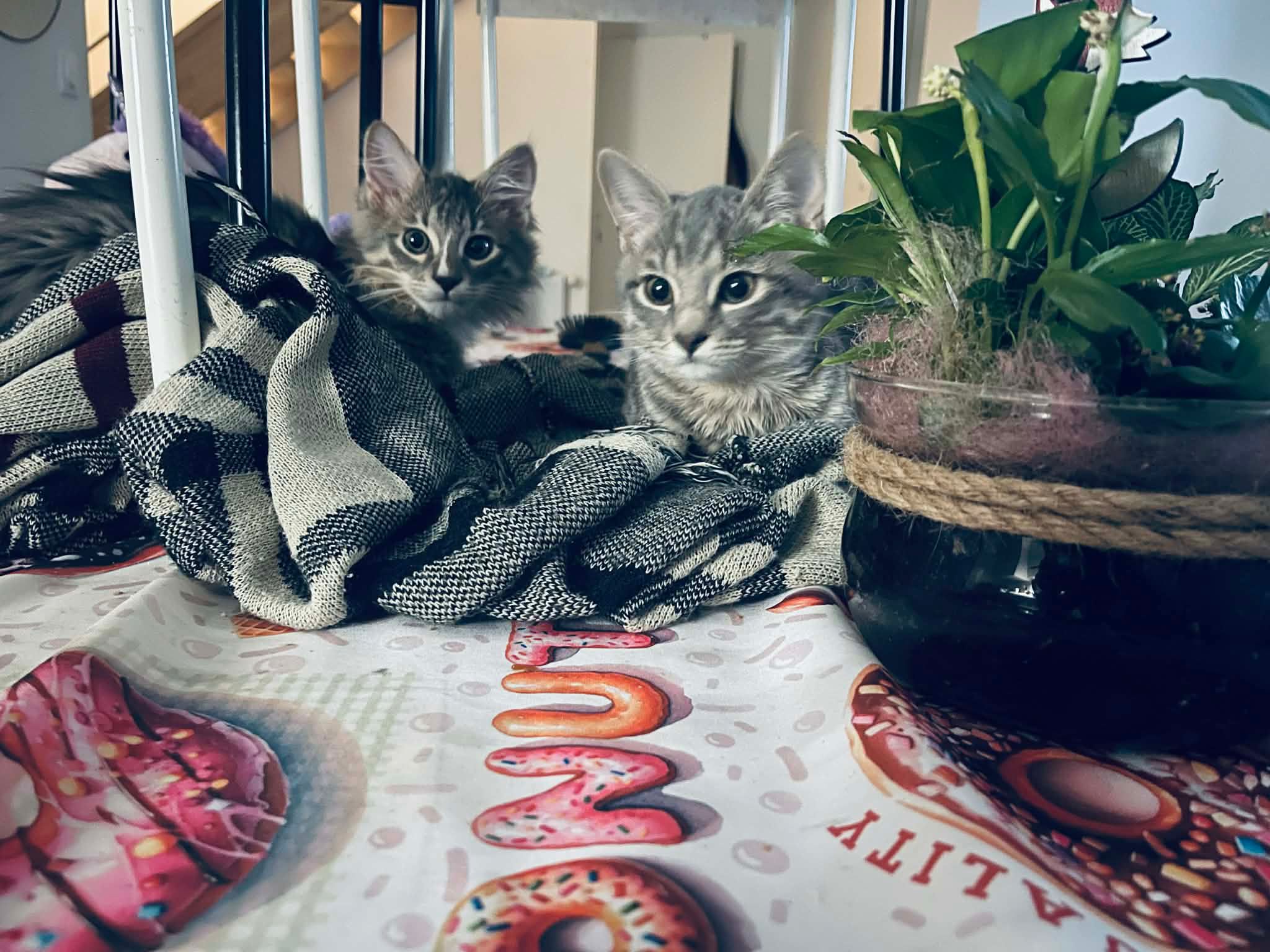 Deux chatons en garde chez Aimée — Pattes & Câlins