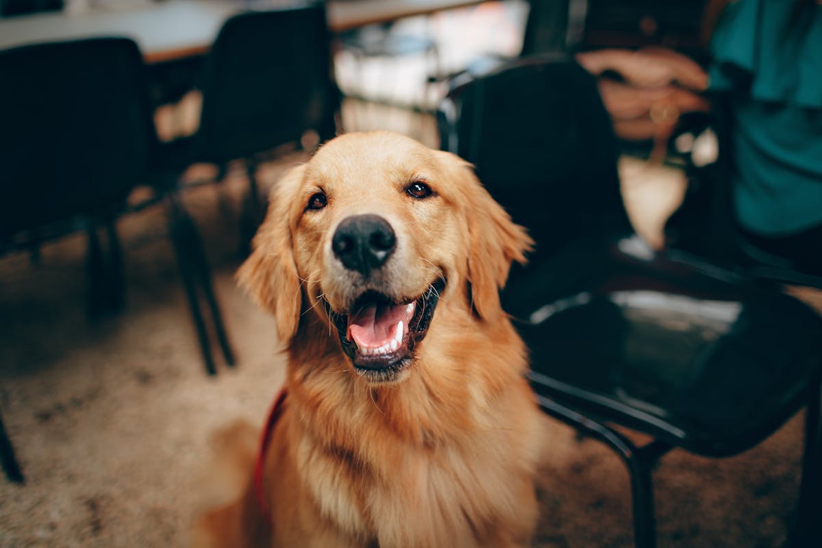 Chien attendant son maître, illustrant la préparation à la garde