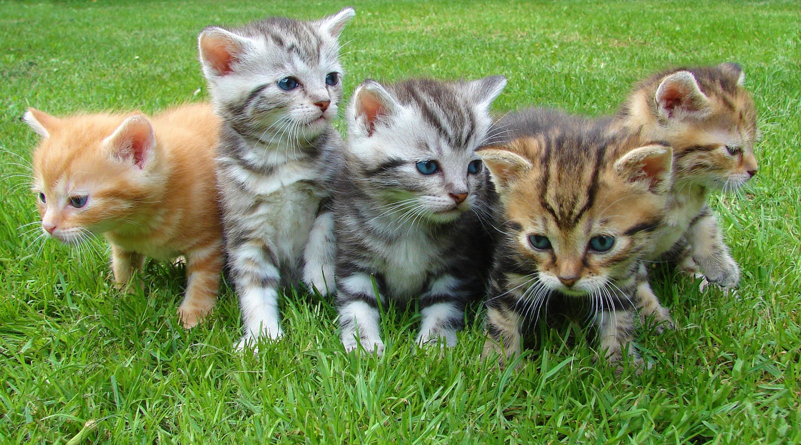 Chiots et chaton ensemble, complices, illustrant la garde Pattes & Câlins